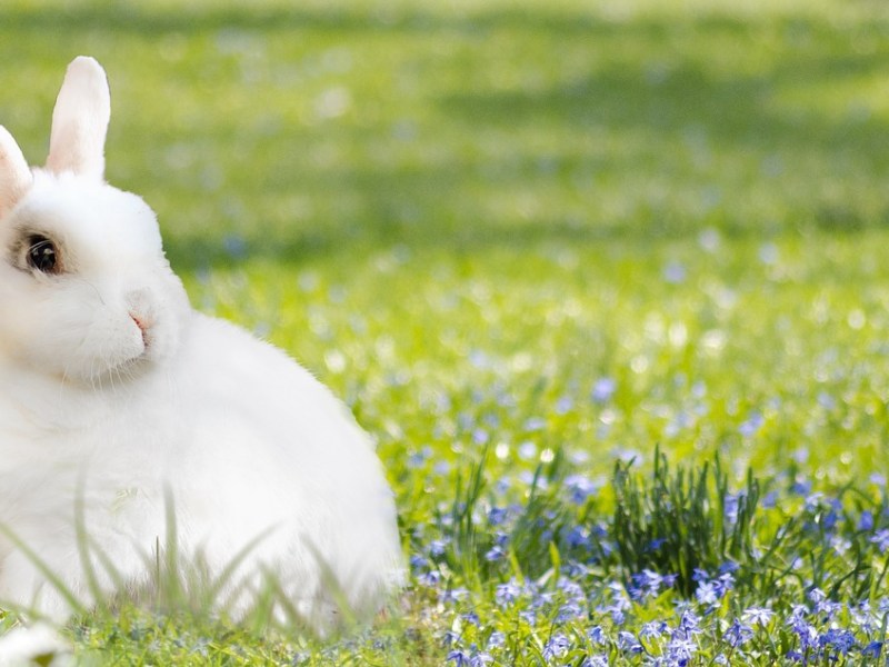 TODO LO QUE NECESITAS SABER SOBRE NUESTROS&nbsp;OREJONES